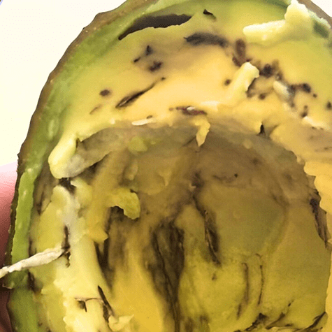 Las hebras de la palta son tejidos fibrosos vasculares.   