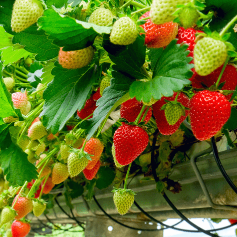 Lo mejor es optar por fresas orgánicas o hidropónicas.   