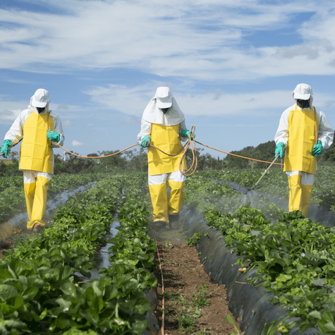 Los pesticidas utilizados en los cultivos de fresas pueden generar afecciones a la salud. Los pesticidas utilizados en los cultivos de fresas pueden generar afecciones a la salud.