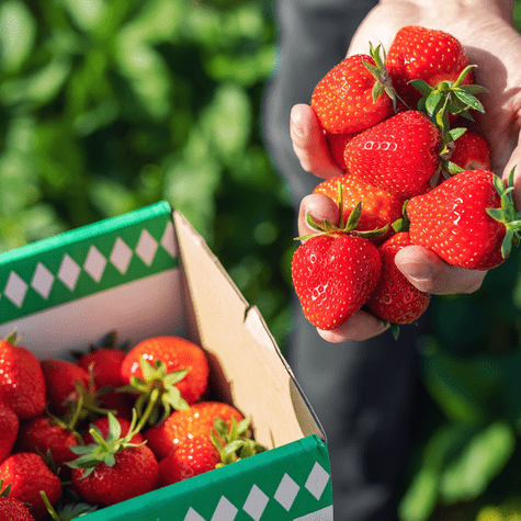 Es recomendable optar por fresas orgánicas. Es recomendable optar por fresas orgánicas.