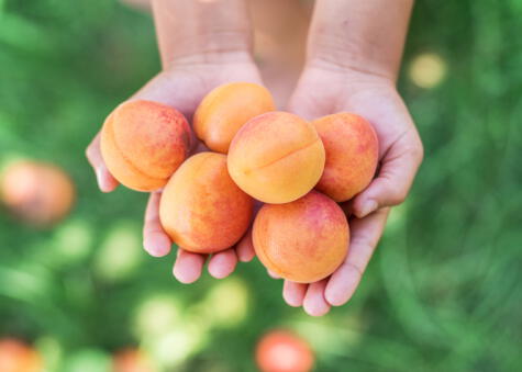 El albaricoque contiene vitamina C y diversos minerales beneficiosos para el cuerpo humano. El albaricoque contiene vitamina C y diversos minerales beneficiosos para el cuerpo humano.