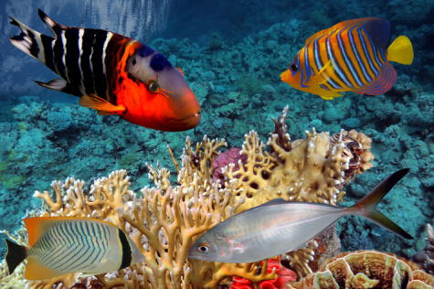 Los peces también contienen mercurio por la bioacumulación. Los peces también contienen mercurio por la bioacumulación.
