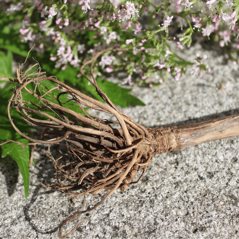 La raíz de la planta valeriana se hierve para obtener la infusión. La raíz de la planta valeriana se hierve para obtener la infusión.