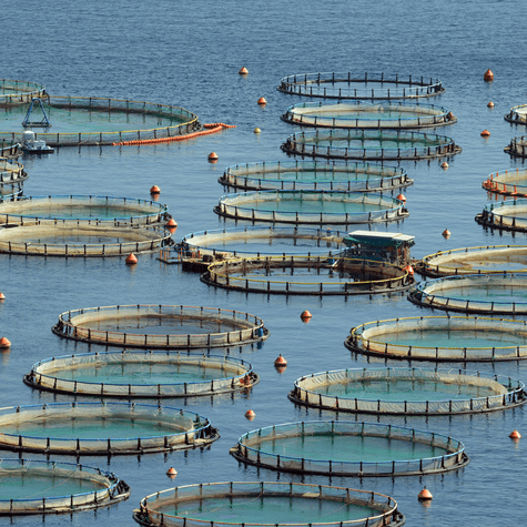 La crianza en piscifactorías pone en riesgo la calidad del salmón que consumes. La crianza en piscifactorías pone en riesgo la calidad del salmón que consumes.