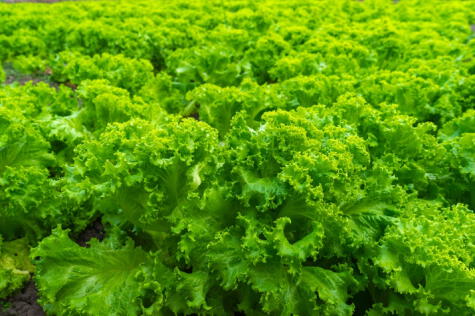 Lechuga. Lechuga.