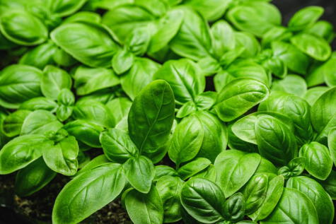 Albahaca orgánica. Albahaca orgánica.