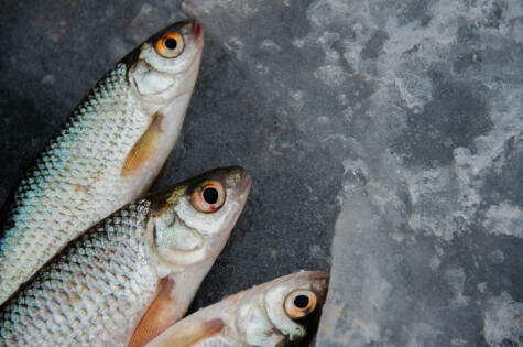 Consumidores y proveedores deben actuar con precaución, exigiendo calidad en los productos del mar.   