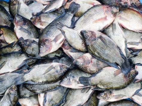 Algunos peces infectados con parásitos son la lobina negra y el bluegill. Algunos peces infectados con parásitos son la lobina negra y el bluegill.