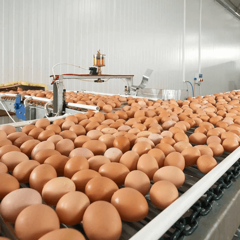 Los huevos contaminados se encuentran en 9 estados de EE.UU. Los huevos contaminados se encuentran en 9 estados de EE.UU.