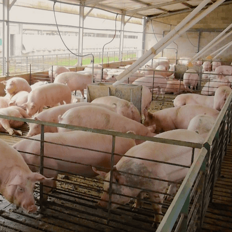 Detrás del chicharrón peruano hay una industria que genera empleo y dinamiza las economías locales Detrás del chicharrón peruano hay una industria que genera empleo y dinamiza las economías locales