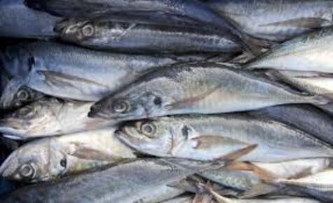 Jurel y caballa, pescados azules ricos en Omega-3, ideales para preparar un ceviche. Jurel y caballa, pescados azules ricos en Omega-3, ideales para preparar un ceviche.