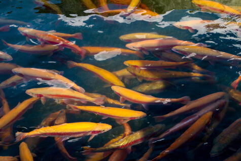 El salmón de la piscifactoría es alimentado con productos procesados. El salmón de la piscifactoría es alimentado con productos procesados.