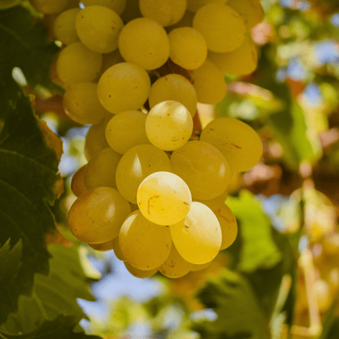 El pisco peruano se elabora con uvas pisqueras cultivadas en zonas específicas con denominación de origen. El pisco peruano se elabora con uvas pisqueras cultivadas en zonas específicas con denominación de origen.