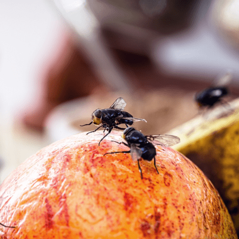 Cultivos chilenos infectados por la mosca de fruta. Cultivos chilenos infectados por la mosca de fruta.