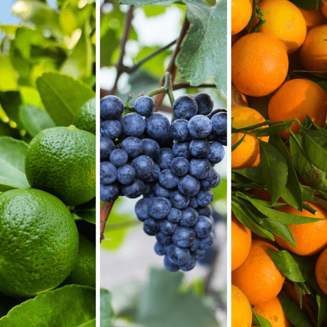 Perú exporta uva, limón y naranja a Chile y otros países. Perú exporta uva, limón y naranja a Chile y otros países.