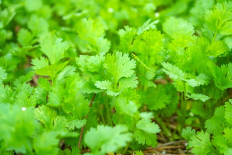 Cilantro. Cilantro.