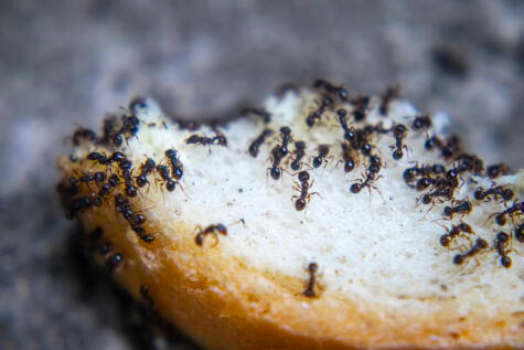 Estos insectos puede ser portadores de enfermedades. Estos insectos puede ser portadores de enfermedades.
