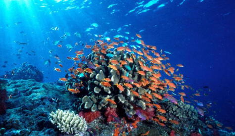 Las latas antiguas revelan no solo el estado del pescado, sino también cambios en el ambiente marino por décadas. Las latas antiguas revelan no solo el estado del pescado, sino también cambios en el ambiente marino por décadas.