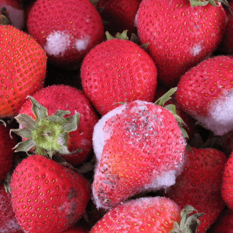 El consumo de alimentos con moho puede causar intoxicación alimentaria. El consumo de alimentos con moho puede causar intoxicación alimentaria.