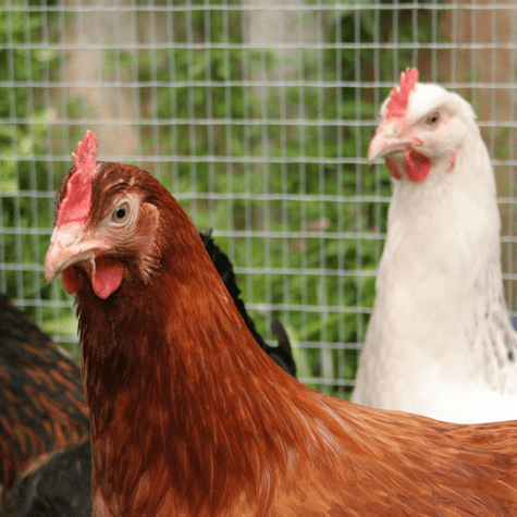Gallina y pollo: dos aves, dos caldos con sabores y nutrientes distintos. Gallina y pollo: dos aves, dos caldos con sabores y nutrientes distintos.