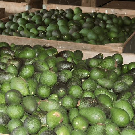 Bolivia cosechará sus propias paltas. Bolivia cosechará sus propias paltas.