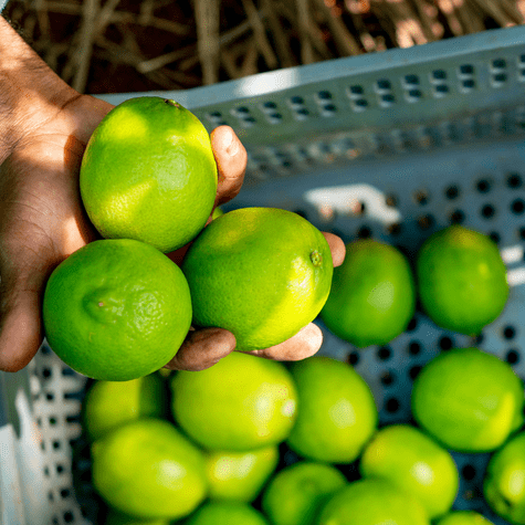 Cultivos de limón en Piura. Cultivos de limón en Piura.