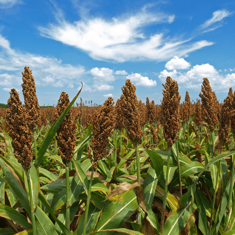 De África y Asia al mundo: el cereal que alimenta a millones desde hace miles de años. De África y Asia al mundo: el cereal que alimenta a millones desde hace miles de años.
