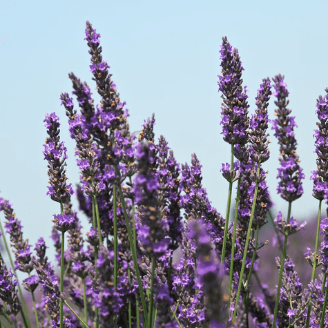 Lavanda. Lavanda.