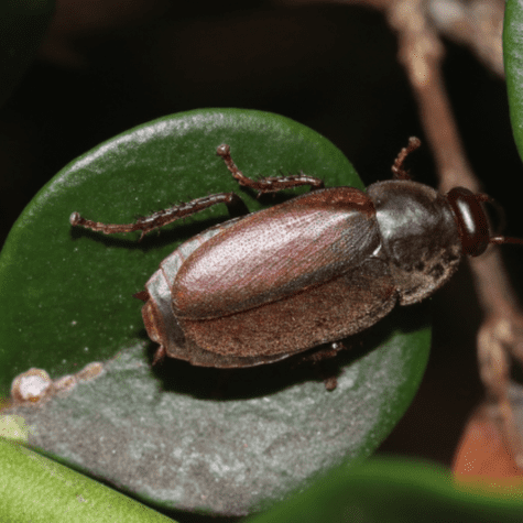 Diploptera punctata. Diploptera punctata.