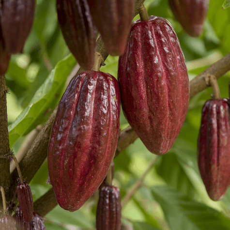 Se recomienda optar por cacao puro al 80% Se recomienda optar por cacao puro al 80%