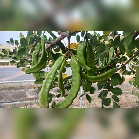 La algarroba: el fruto mediterráneo que sorprende por su sabor a chocolate.