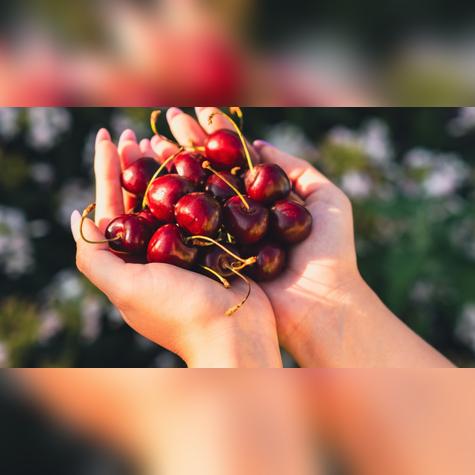 Las cerezas ácidas, especialmente la variedad Montmorency, y las bananas también ayudan a dormir. Fuente: Shutterstock. Las cerezas ácidas, especialmente la variedad Montmorency, y las bananas también ayudan a dormir. Fuente: Shutterstock.