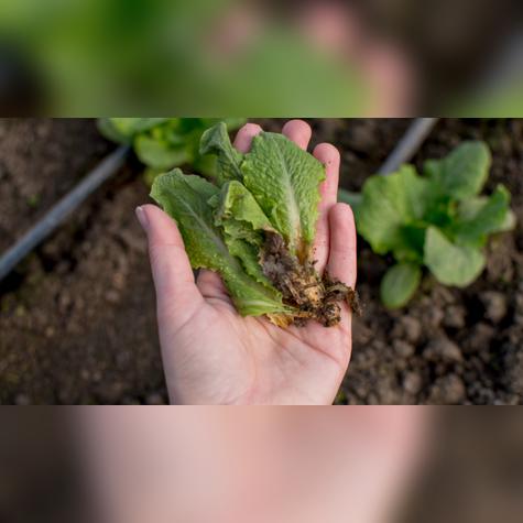 Para aplicar este método, corta la base de la lechuga, humedece papel de cocina en alcohol y guárdala en una bolsa. Fuente: Shutterstock. Para aplicar este método, corta la base de la lechuga, humedece papel de cocina en alcohol y guárdala en una bolsa. Fuente: Shutterstock.