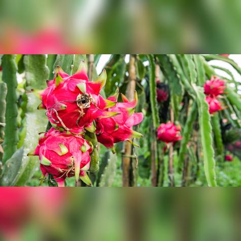 La pitahaya se cultiva principalmente en países tropicales como Perú, México, Colombia y Ecuador.    