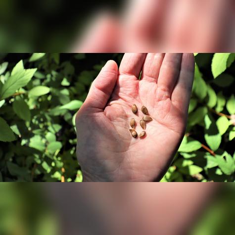 Semillas con cianuro. Semillas con cianuro.