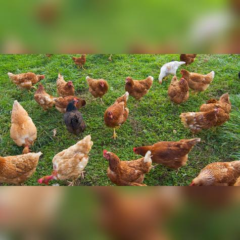 Las gallinas criadas al aire libre suelen producir yemas más intensas. Las gallinas criadas al aire libre suelen producir yemas más intensas.