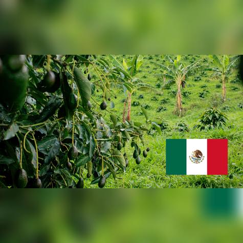 El oro verde mueve miles de millones y América Latina sigue liderando.