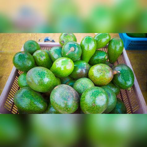  : Conoce al país que controla casi la mitad de la producción global de paltas 