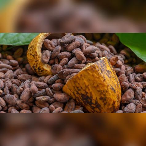 Cacao. Cacao.