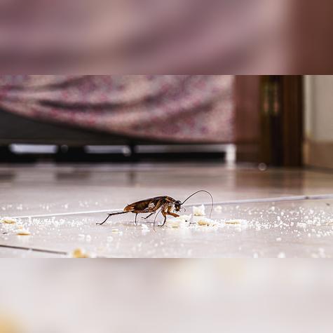 Si no se combaten las cucarachas, estas pueden infestar la cocina. Si no se combaten las cucarachas, estas pueden infestar la cocina.