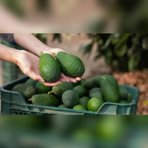 La palta es la fruta más exportada.   