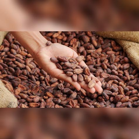 El cacao también es libre de aranceles. El cacao también es libre de aranceles.