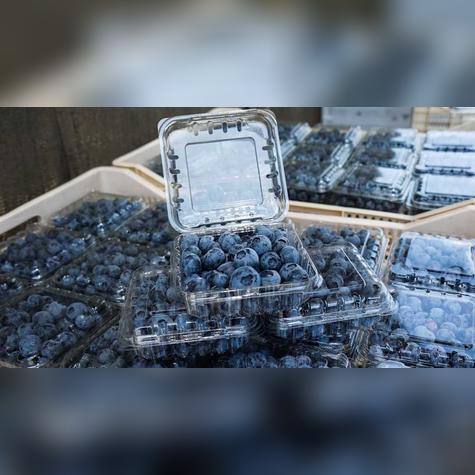 Arándanos peruanos de alta calidad, listos para conquistar el exigente mercado japonés.   