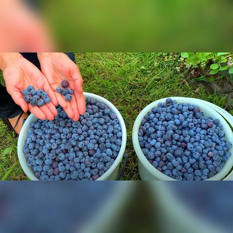 Japón, un mercado clave para el arándano peruano está en la espera de un acuerdo fitosanitario para su ingreso.   