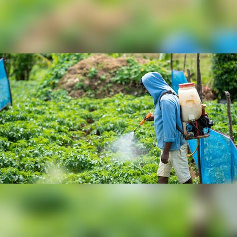 El uso de agroquímicos ilegales y sin control se ha extendido en cultivos que abastecen mercados del país.   