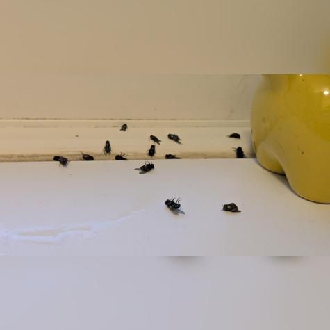 Evita una plaga con este método.   