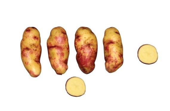 La verdadera Huamantanga. ©️Centro Internacional de la Papa, Lima, Peru.   