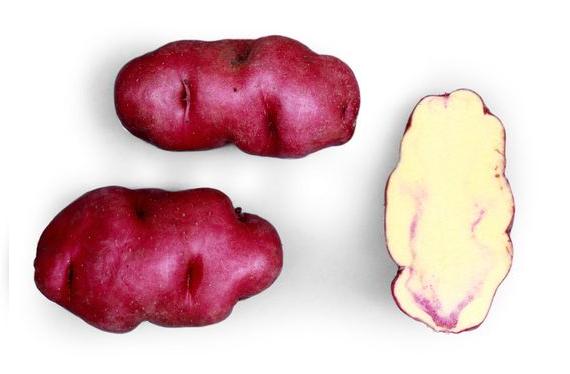 Esta variedad de papa nativa es muy usada en las pachamancas. Tiene ligera pigmentación roja. ©️Centro Internacional de la Papa, Lima, Peru   