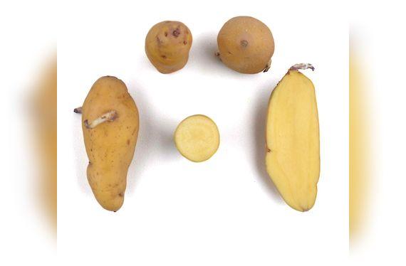 Papa nativa Ishkupuru o limeña, pero que en Lima se conoce como Huamantanga. ©️Centro Internacional de la Papa, Lima, Peru   