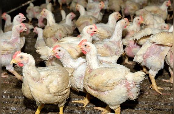 Las aves de corral viven en condiciones poco higiénicas, por eso son uno de los principales agentes contaminantes.   